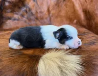 Angel, a female Toy Australian Shepherd for sale in Sarcoxie, MO – Photo 8 of 10