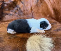 Angel, a female Toy Australian Shepherd for sale in Sarcoxie, MO – Photo 7 of 10