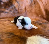 Angel, a female Toy Australian Shepherd for sale in Sarcoxie, MO – Photo 4 of 10