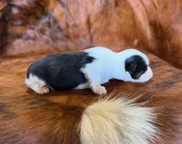 Angel, a female Toy Australian Shepherd for sale in Sarcoxie, MO – Photo 6 of 10