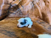 Angel, a female Toy Australian Shepherd for sale in Sarcoxie, MO – Photo 10 of 10