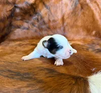 Angel, a female Toy Australian Shepherd for sale in Sarcoxie, MO – Photo 2 of 10