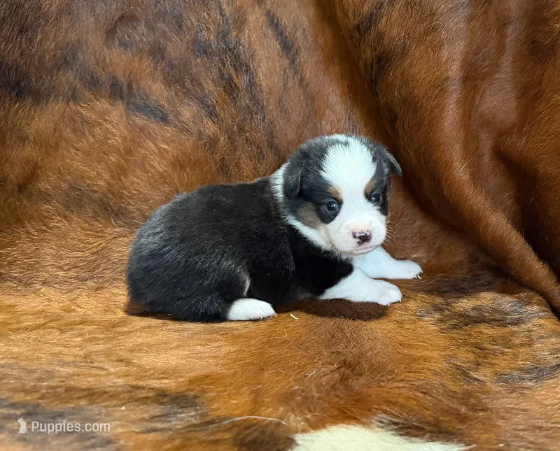 Prince – Pembroke Welsh Corgi, Toy Australian Shepherd puppy for sale in Sarcoxie, MO