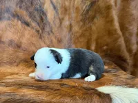 Luna, a female Pembroke Welsh Corgi and Toy Australian Shepherd for sale in Sarcoxie, MO – 4 of 9