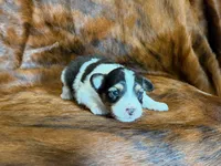 Chip, a male Miniature Australian Shepherd for sale in Sarcoxie, MO – 7 of 9