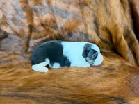 Lucky, a male Miniature Australian Shepherd for sale in Sarcoxie, MO – 4 of 10