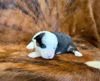 Luna, a female Pembroke Welsh Corgi and Toy Australian Shepherd for sale in Sarcoxie, MO – 5 of 9