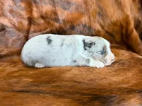 Hank, a male Miniature Australian Shepherd for sale in Sarcoxie, MO – 4 of 9