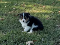Chip, a male Miniature Australian Shepherd and Toy Australian Shepherd for sale in Sarcoxie, MO – 6 of 10