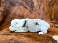Jaz, a male Pembroke Welsh Corgi and Toy Australian Shepherd for sale in Sarcoxie, MO – 5 of 10