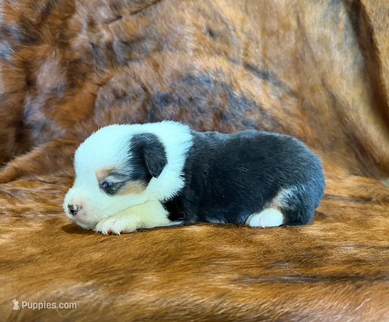 Leo – Pembroke Welsh Corgi, Toy Australian Shepherd puppy for sale in Sarcoxie, MO