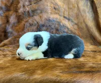 Leo, a male Pembroke Welsh Corgi and Toy Australian Shepherd for sale in Sarcoxie, MO – 1 of 6