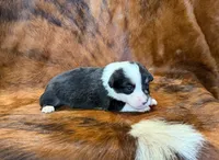Buddy, a male Pembroke Welsh Corgi and Toy Australian Shepherd for sale in Sarcoxie, MO – 4 of 9