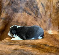 Prince, a male Pembroke Welsh Corgi and Toy Australian Shepherd for sale in Sarcoxie, MO – 6 of 10