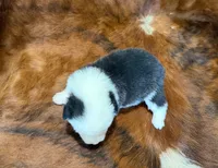 Rocky, a male Pembroke Welsh Corgi and Toy Australian Shepherd for sale in Sarcoxie, MO – 6 of 6