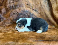 Daisy, a female Pembroke Welsh Corgi and Toy Australian Shepherd for sale in Sarcoxie, MO – 6 of 8
