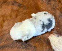 Pearl, a female Pembroke Welsh Corgi and Toy Australian Shepherd for sale in Sarcoxie, MO – 5 of 8