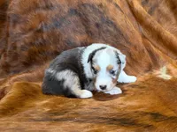 Cowboy, a  Miniature Australian Shepherd for sale in Sarcoxie, MO – 3 of 10
