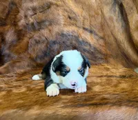 Ranger, a male Pembroke Welsh Corgi and Toy Australian Shepherd for sale in Sarcoxie, MO – 2 of 9