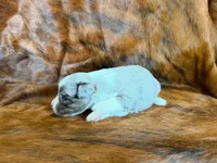 Hank, a male Miniature Australian Shepherd for sale in Sarcoxie, MO – 6 of 9