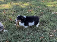 Chip, a male Miniature Australian Shepherd and Toy Australian Shepherd for sale in Sarcoxie, MO – 5 of 10