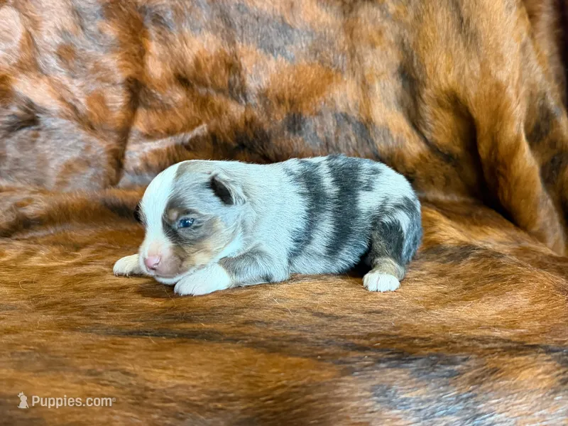 Tiger – Miniature Australian Shepherd puppy for sale in Sarcoxie, MO