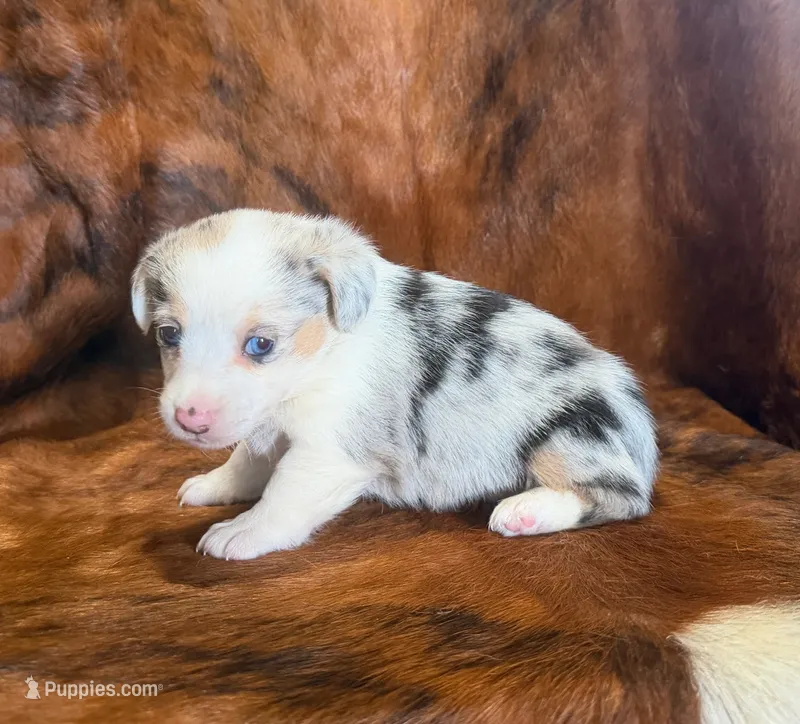 Bella – Pembroke Welsh Corgi, Toy Australian Shepherd puppy for sale in Sarcoxie, MO