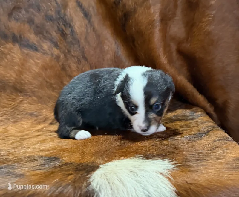 Buddy – Pembroke Welsh Corgi, Toy Australian Shepherd puppy for sale in Sarcoxie, MO