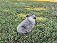 Ace, a male Miniature Australian Shepherd and Toy Australian Shepherd for sale in Sarcoxie, MO – 6 of 10