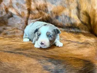 Ace, a male Miniature Australian Shepherd for sale in Sarcoxie, MO – 3 of 10