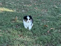 Lucky, a male Miniature Australian Shepherd for sale in Sarcoxie, MO – 8 of 10