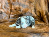 Tiger, a male Miniature Australian Shepherd for sale in Sarcoxie, MO – 8 of 9