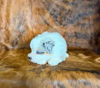 Cowboy, a male Miniature Australian Shepherd and Toy Australian Shepherd for sale in Sarcoxie, MO – Photo 6 of 10