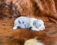 Cowboy, a male Miniature Australian Shepherd and Toy Australian Shepherd for sale in Sarcoxie, MO – Photo 7 of 8