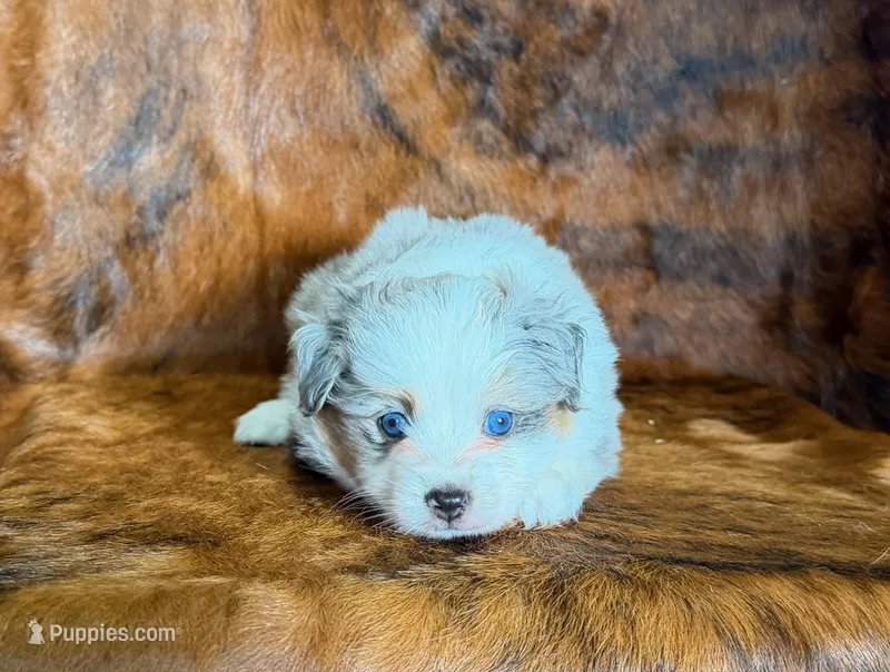 Cowboy – Miniature Australian Shepherd, Toy Australian Shepherd puppy for sale in Sarcoxie, MO