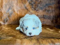 Cowboy, a male Miniature Australian Shepherd and Toy Australian Shepherd for sale in Sarcoxie, MO – Photo 1 of 10