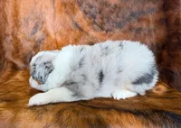 Cowboy, a male Miniature Australian Shepherd and Toy Australian Shepherd for sale in Sarcoxie, MO – Photo 4 of 10