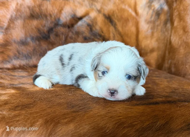 Cowboy – Miniature Australian Shepherd, Toy Australian Shepherd puppy for sale in Sarcoxie, MO