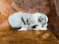 Cowboy, a male Miniature Australian Shepherd and Toy Australian Shepherd for sale in Sarcoxie, MO – Photo 7 of 10
