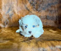 Cowboy, a male Miniature Australian Shepherd and Toy Australian Shepherd for sale in Sarcoxie, MO – Photo 2 of 10
