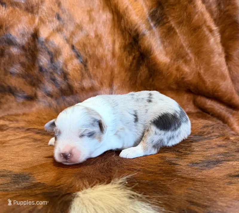 Cowboy – Miniature Australian Shepherd, Toy Australian Shepherd puppy for sale in Sarcoxie, MO