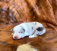 Cowboy, a male Miniature Australian Shepherd and Toy Australian Shepherd for sale in Sarcoxie, MO – Photo 1 of 8
