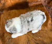 Cowboy, a male Miniature Australian Shepherd and Toy Australian Shepherd for sale in Sarcoxie, MO – Photo 10 of 10