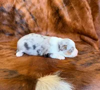 Cowboy, a male Miniature Australian Shepherd and Toy Australian Shepherd for sale in Sarcoxie, MO – Photo 6 of 8