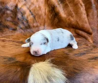 Cowboy, a male Miniature Australian Shepherd and Toy Australian Shepherd for sale in Sarcoxie, MO – Photo 5 of 8