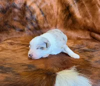Cowboy, a male Miniature Australian Shepherd and Toy Australian Shepherd for sale in Sarcoxie, MO – Photo 2 of 8