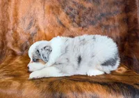 Cowboy, a male Miniature Australian Shepherd and Toy Australian Shepherd for sale in Sarcoxie, MO – Photo 5 of 10