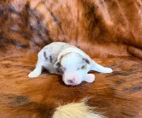 Cowboy, a male Miniature Australian Shepherd and Toy Australian Shepherd for sale in Sarcoxie, MO – Photo 3 of 8