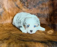 Cowboy, a male Miniature Australian Shepherd and Toy Australian Shepherd for sale in Sarcoxie, MO – Photo 3 of 10