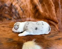 Cowboy, a male Miniature Australian Shepherd and Toy Australian Shepherd for sale in Sarcoxie, MO – Photo 4 of 8